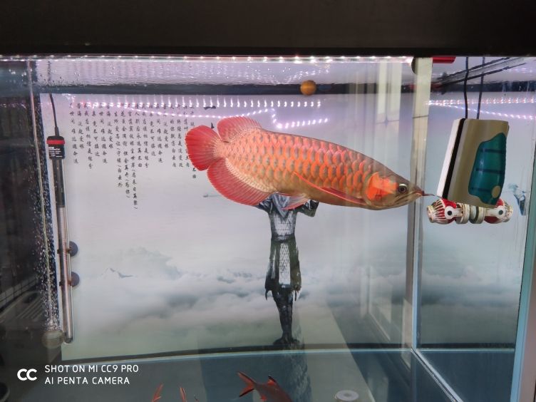 國(guó)志水族拍賣的都是魚友必需品。點(diǎn)贊。 觀賞魚論壇 第6張