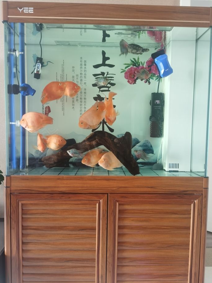 我的兩個(gè)鸚鵡魚(yú)缸，順便有事請(qǐng)教。 觀賞魚(yú)論壇 第2張