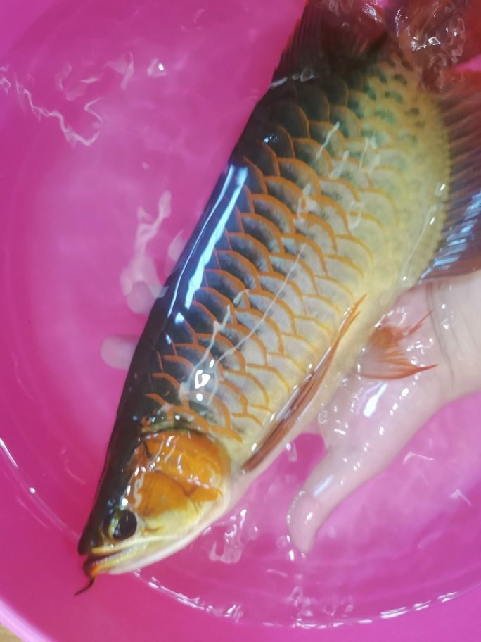 烏海魚缸定制廠家（海城魚缸定做） 養(yǎng)魚知識(shí) 第2張