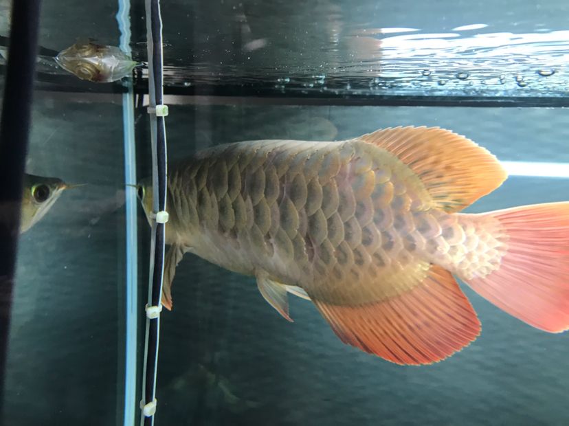 除魚缸綠藻的魚（去除魚缸綠藻偏方） 蘇虎苗（蘇門答臘虎魚苗） 第2張