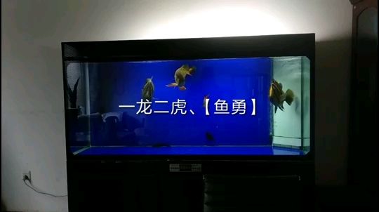 2014/7/1飼養(yǎng)至今 觀賞魚論壇 第1張