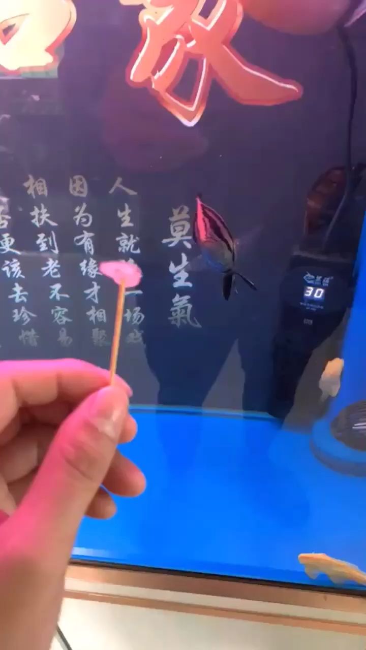 這是饑餓的狀態(tài)嗎 觀賞魚(yú)論壇 第1張