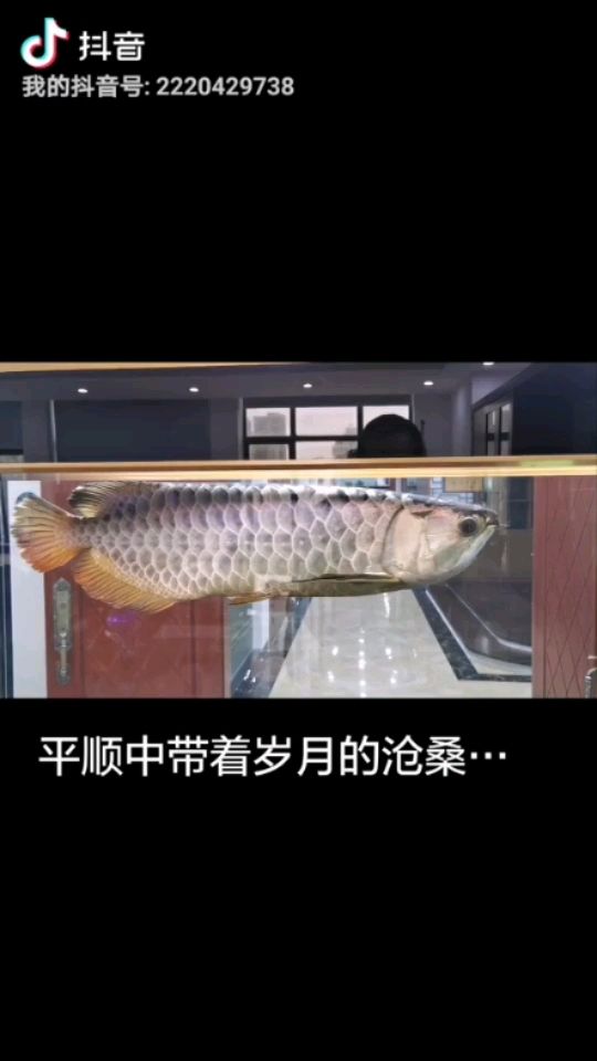 鯊魚嘴頭版 觀賞魚論壇 第1張