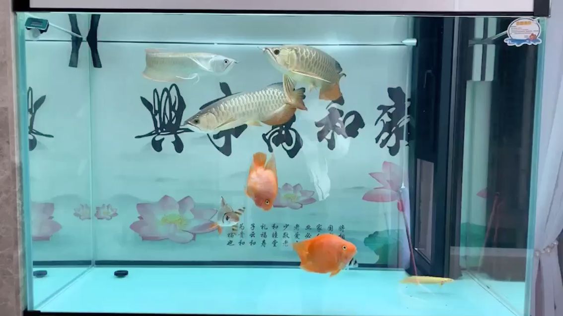 不能出門(mén)。不給國(guó)家添亂。宅家看魚(yú) 觀(guān)賞魚(yú)論壇 第1張