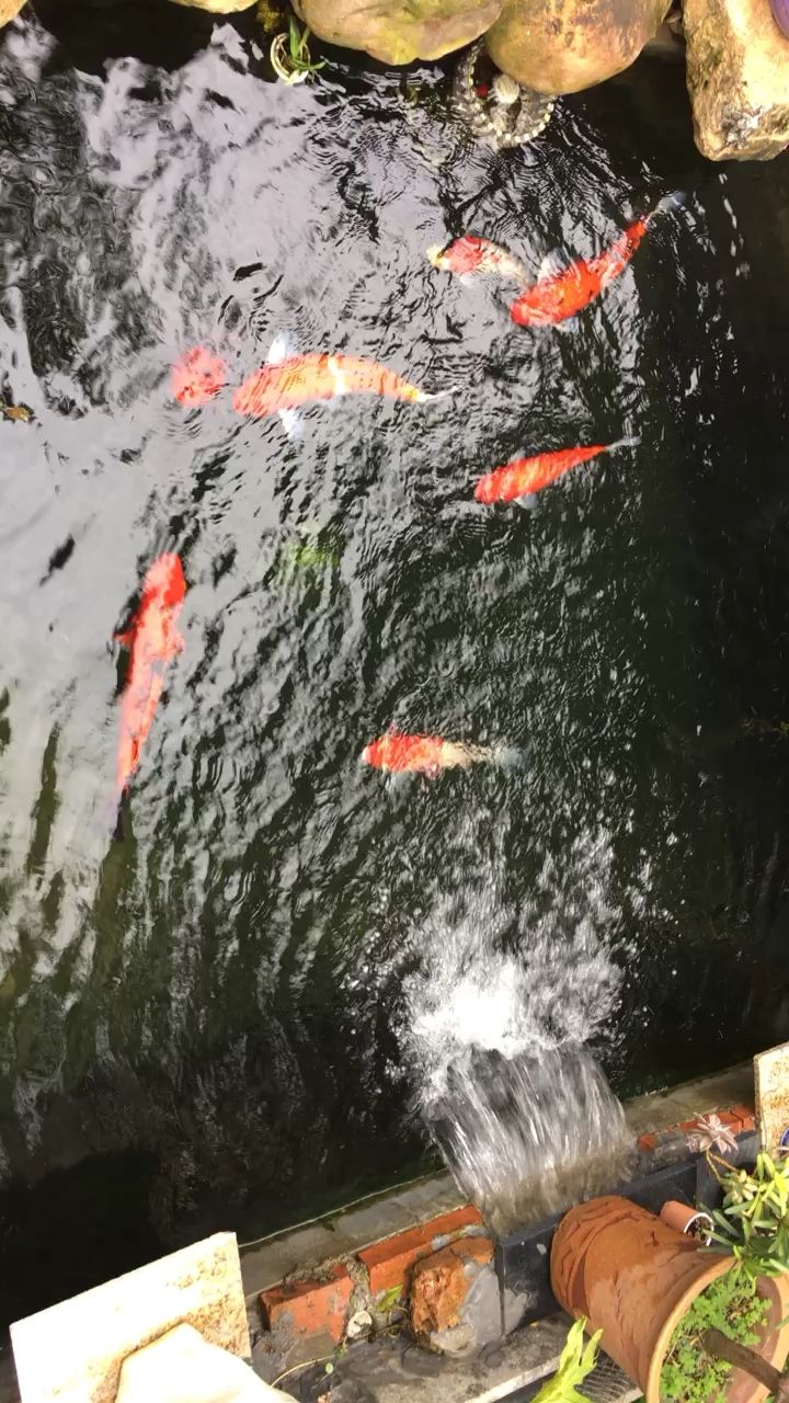 水族箱里的水草怎么固定在魚(yú)缸里（ 怎樣布置水族箱水草） 星點(diǎn)金龍魚(yú)