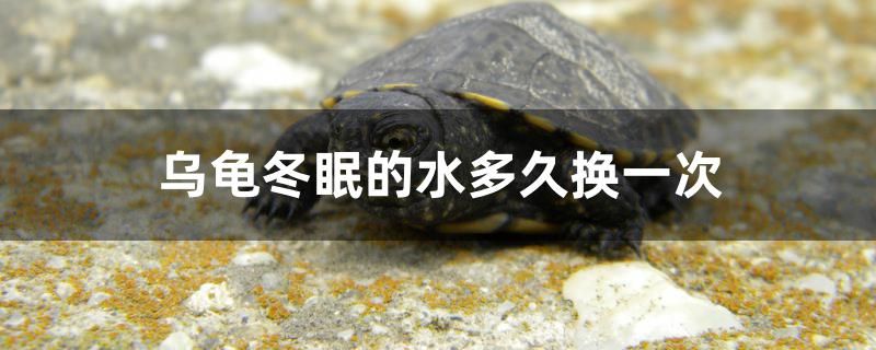 烏龜冬眠的水多久換一次 森森魚缸 第1張