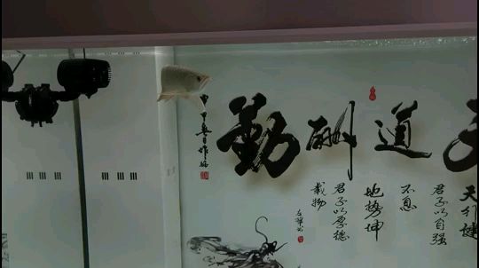 溜魚溜魚 觀賞魚論壇 第1張