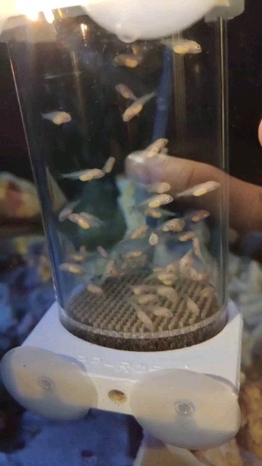 金龍魚用什么顏色的魚缸最好（魚缸的背景色到底什么顏色最好）