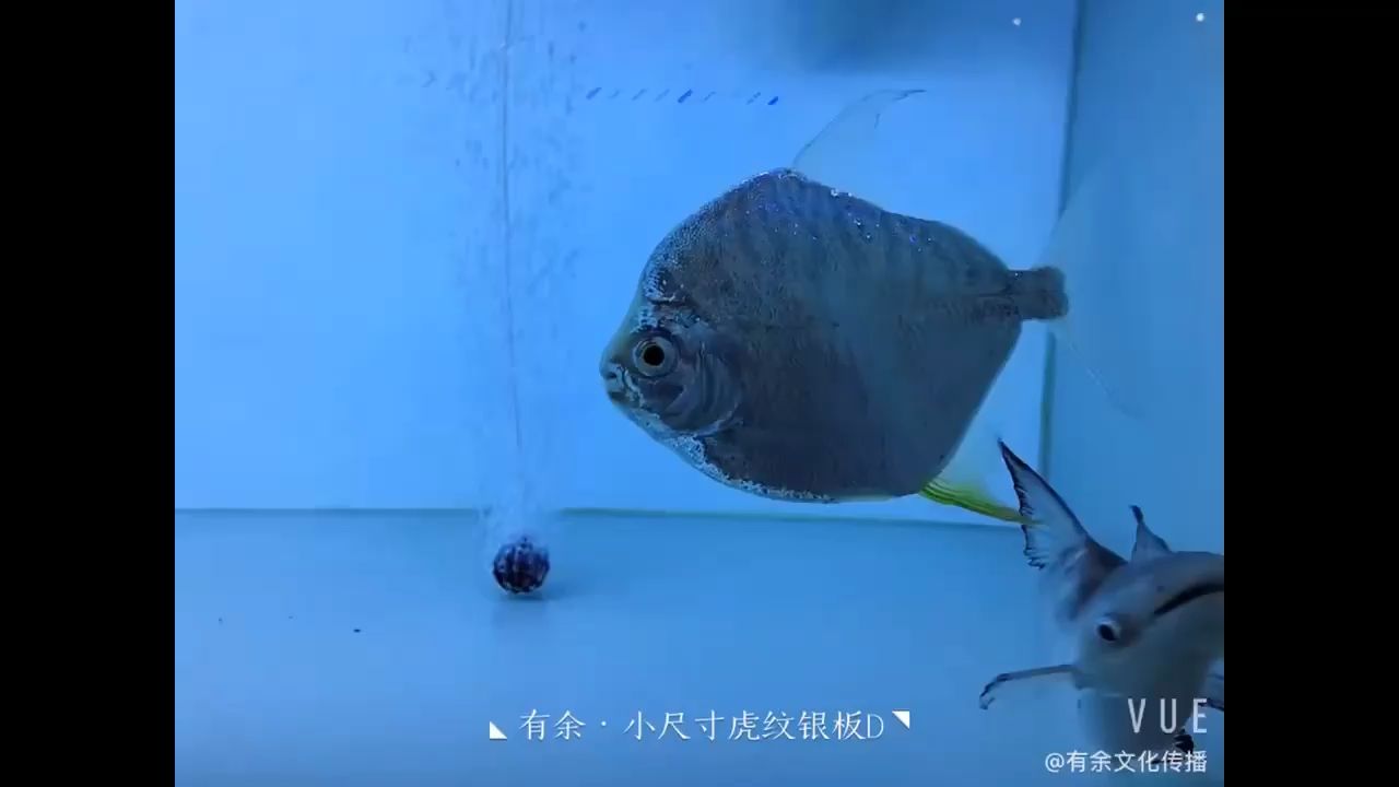 龍魚神龜傳說在線觀看國語（湖光巖的九大未解之謎）