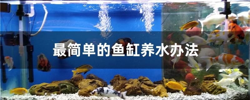 最簡單的魚缸養(yǎng)水辦法 帝王血鉆 第1張