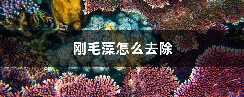 剛毛藻怎么去除 巴西亞魚 第1張