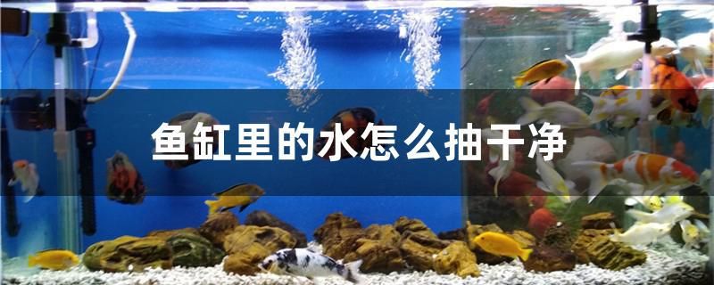 魚缸里的水怎么抽干凈 紅龍福龍魚 第1張