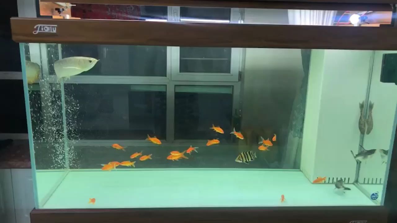 銀龍魚多少錢一條 銀龍魚價(jià)格 水族品種（世界上最貴的魚是什么魚是銀龍魚不是金龍魚）