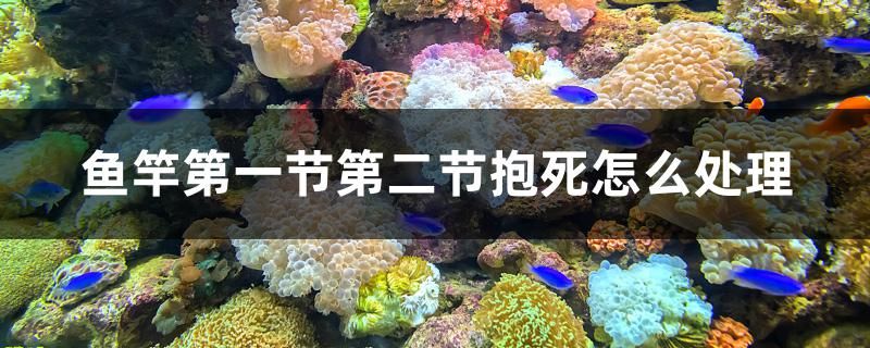 魚竿第一節(jié)第二節(jié)抱死怎么處理 除藻劑 第1張