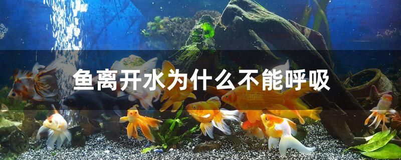 魚離開水為什么不能呼吸 BD魟魚 第1張