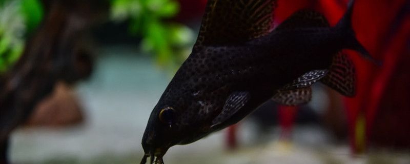 硝化細(xì)菌放多了魚會死嗎魚缸死魚有哪些原因 潛水泵 第1張