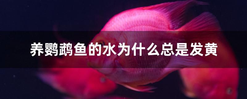 為什么我的金龍魚鱗片看起來不黃(為什么我的金龍魚鱗片看起來不黃呢) 觀賞魚百科