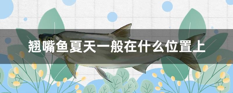 翹嘴魚夏天一般在什么位置上 全國水族館企業(yè)名錄 第1張