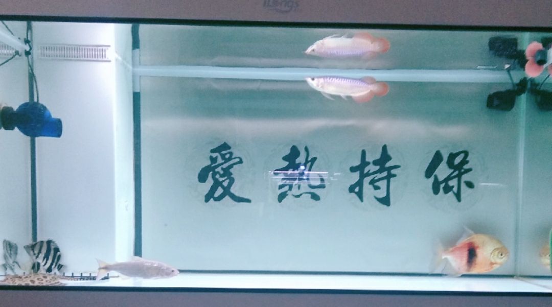 無(wú)聊就增加換水頻率，水穩(wěn)硝化菌必須不能少 觀賞魚(yú)論壇 第2張