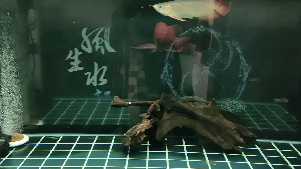 在家看魚(yú) 觀賞魚(yú)論壇 第1張