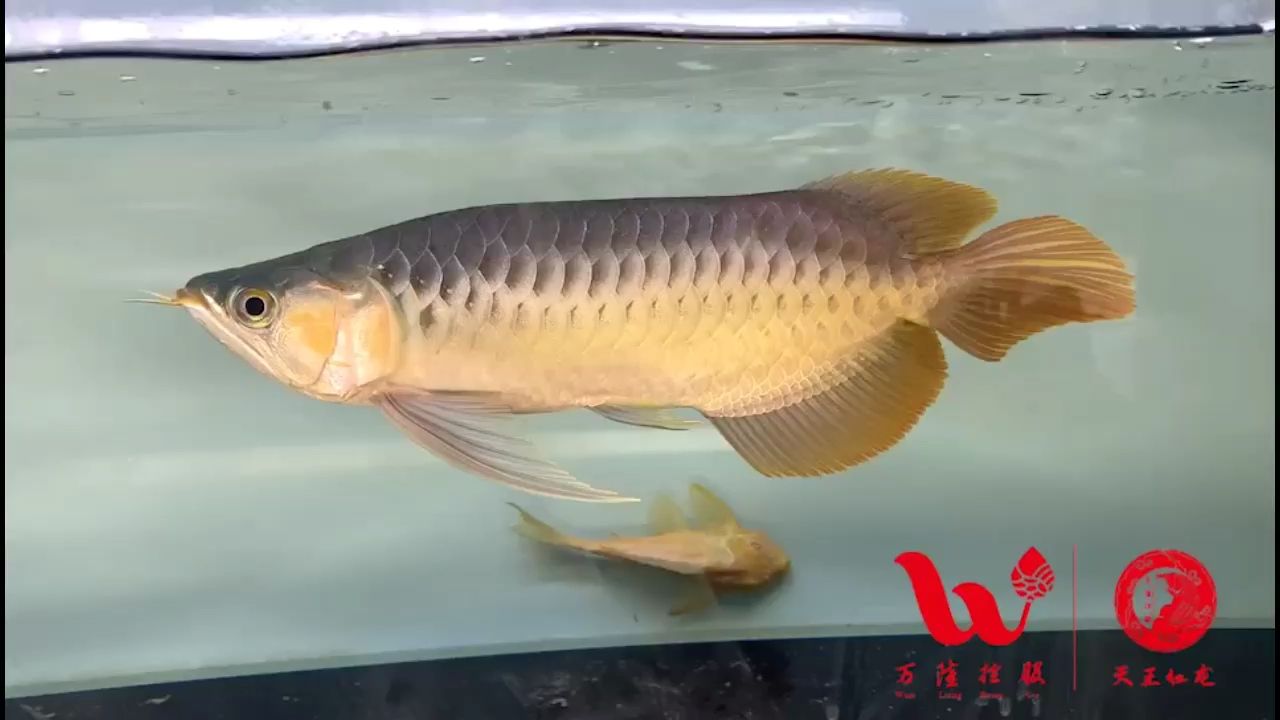 半福龍 觀賞魚(yú)論壇 第1張