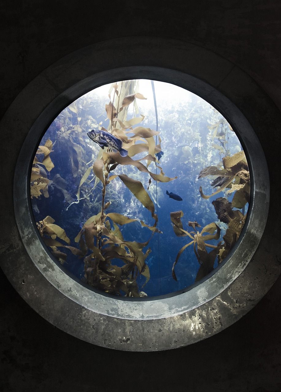 長沙觀賞魚水族館哪家好點（長沙國慶親子游好去處）