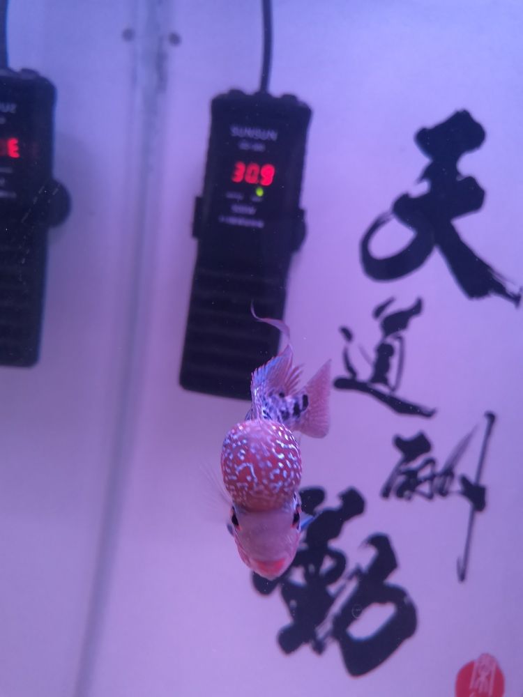 白點(diǎn)病，快的好吧。 觀賞魚論壇 第3張