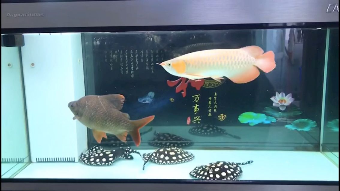 在老家回不去老魚匠加熱棒提醒我離水 觀賞魚論壇 第1張