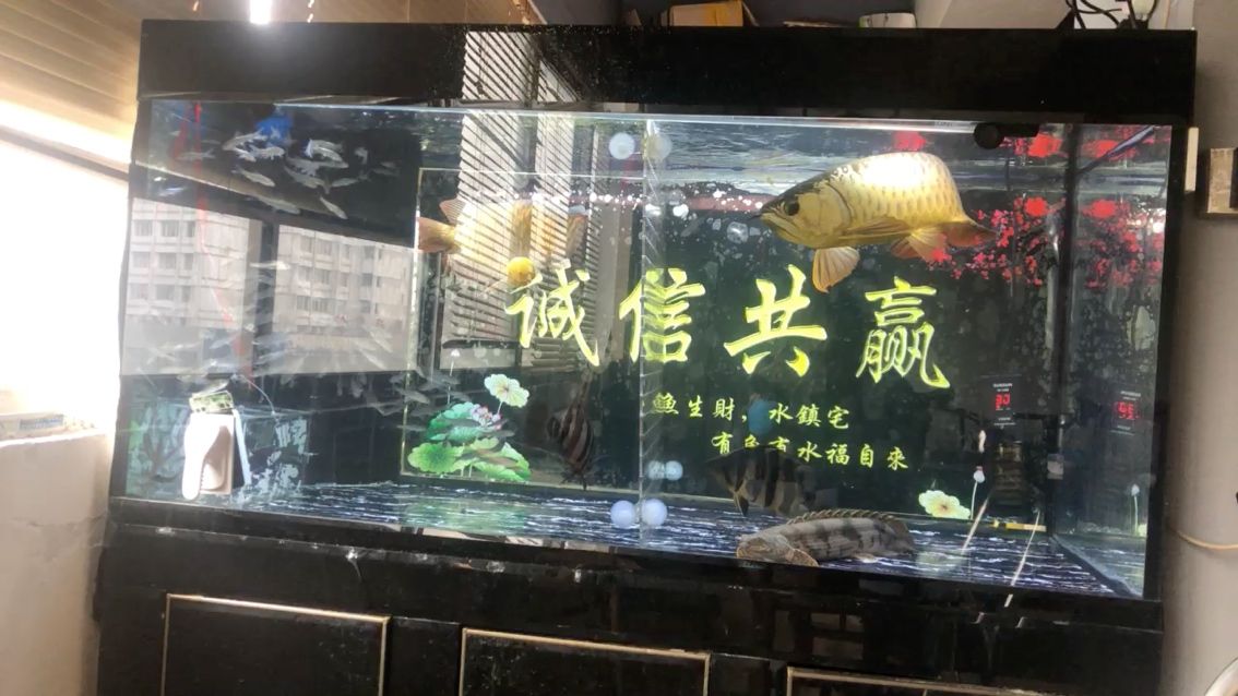 老魚醬水泵 觀賞魚論壇 第1張