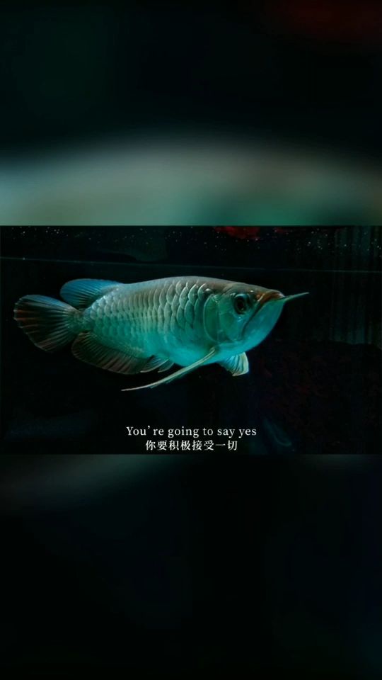 請接受養(yǎng)魚之路 觀賞魚論壇 第1張