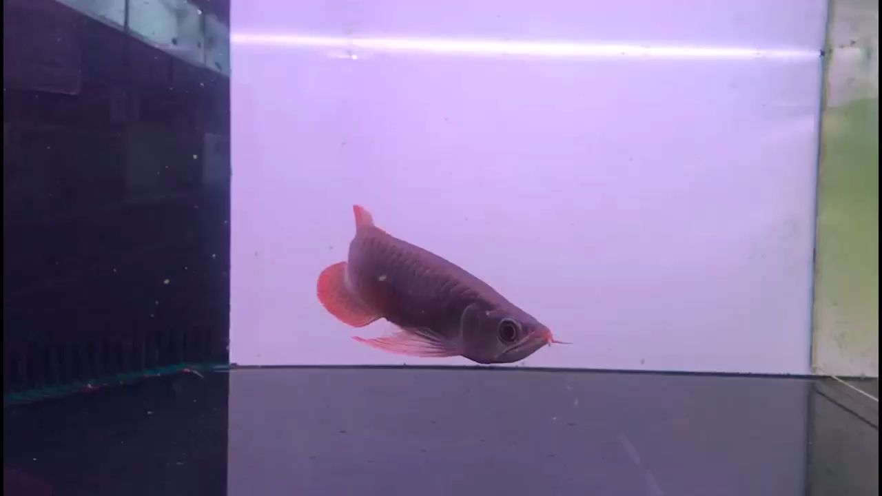 岳陽金龍魚油廠還搬遷嗎最新消息（我買了一桶5升的金龍魚，產(chǎn)地是湖南省岳陽） 廣州水族批發(fā)市場 第2張