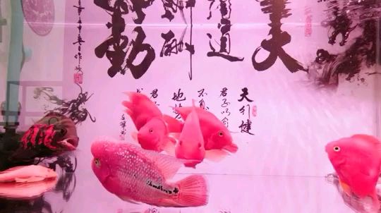 給我的魚(yú)兒換水 觀賞魚(yú)論壇 第1張