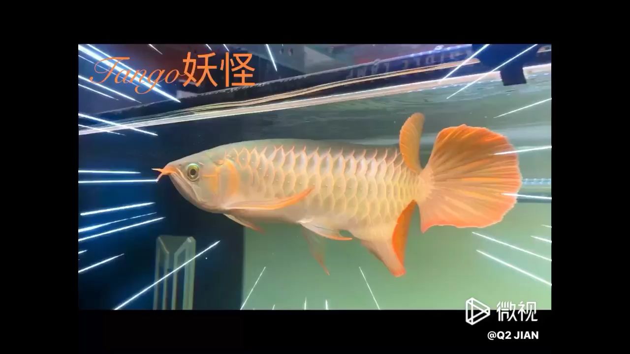 只能在家玩魚了 觀賞魚論壇 第1張