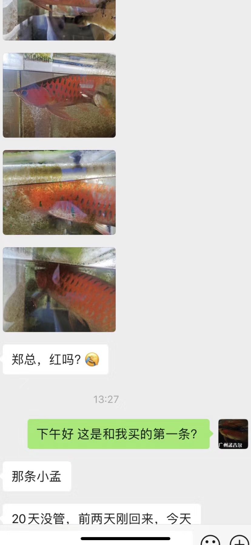 孟吉爾～小孟，云南魚友飼養(yǎng)反饋 觀賞魚論壇 第1張