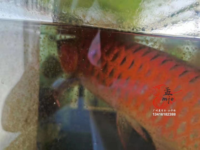 孟吉爾～小孟，云南魚友飼養(yǎng)反饋 觀賞魚論壇 第4張