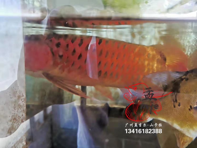 孟吉爾～小孟，云南魚友飼養(yǎng)反饋 觀賞魚論壇 第3張