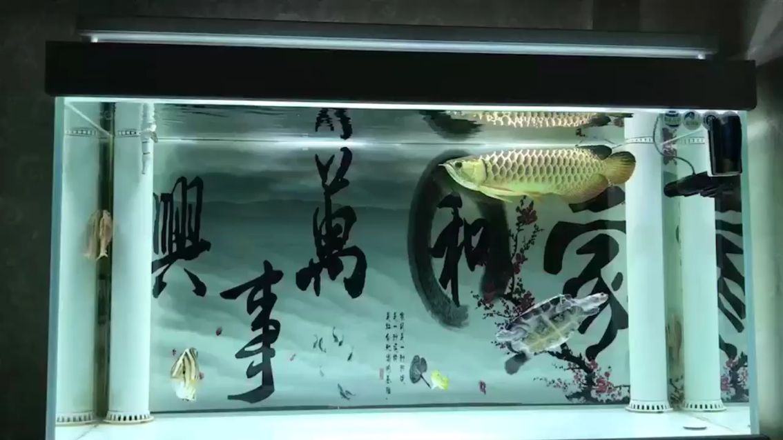 吃完飯看魚 觀賞魚論壇 第1張