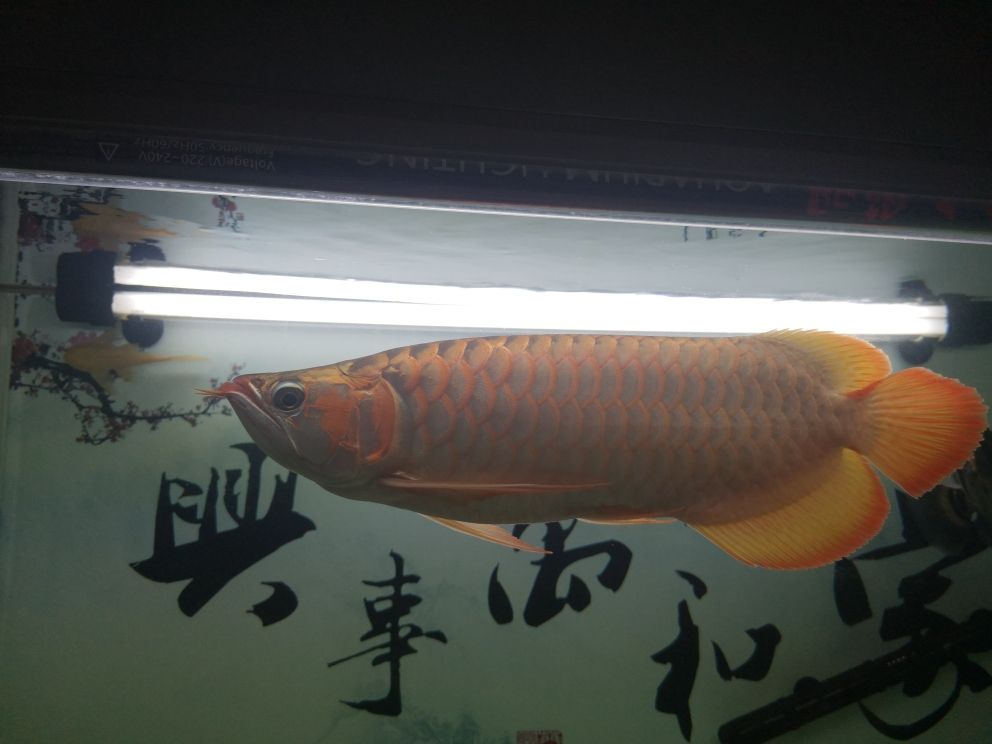 九連拍 觀賞魚論壇 第6張