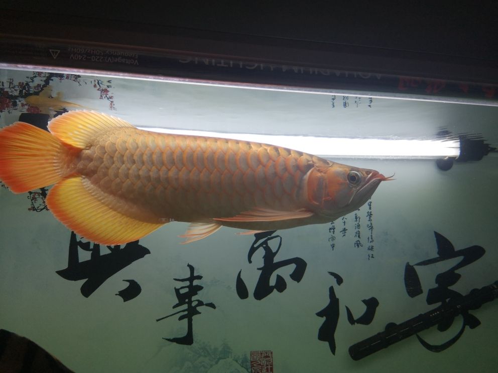 九連拍 觀賞魚論壇 第8張