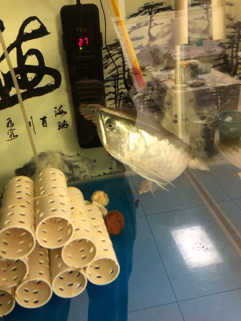 銀龍是蒙眼嗎？ 觀賞魚論壇 第3張