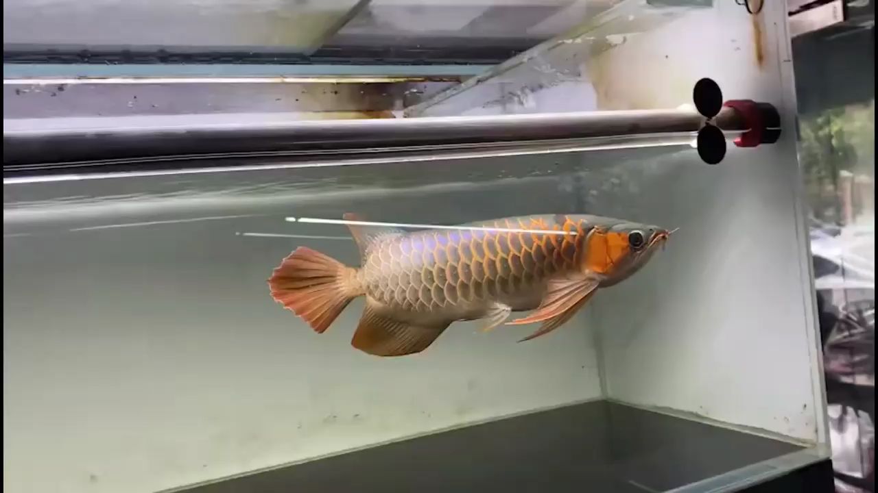 湖州魚(yú)缸安裝公司地址及電話多少（水族箱裝飾品哪家賣(mài)的便宜）