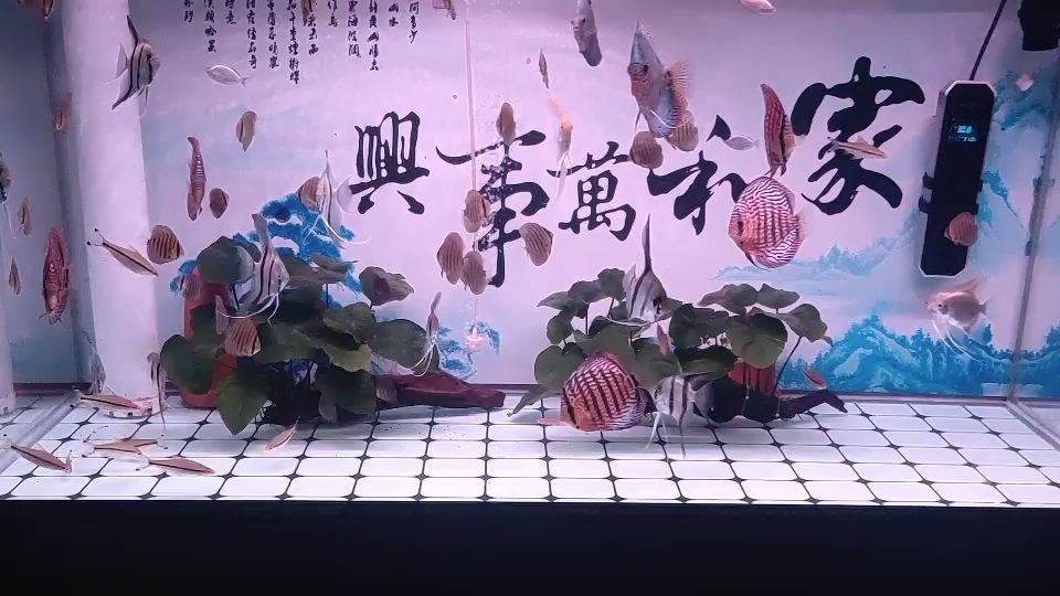 養(yǎng)苗記 觀賞魚論壇 第1張