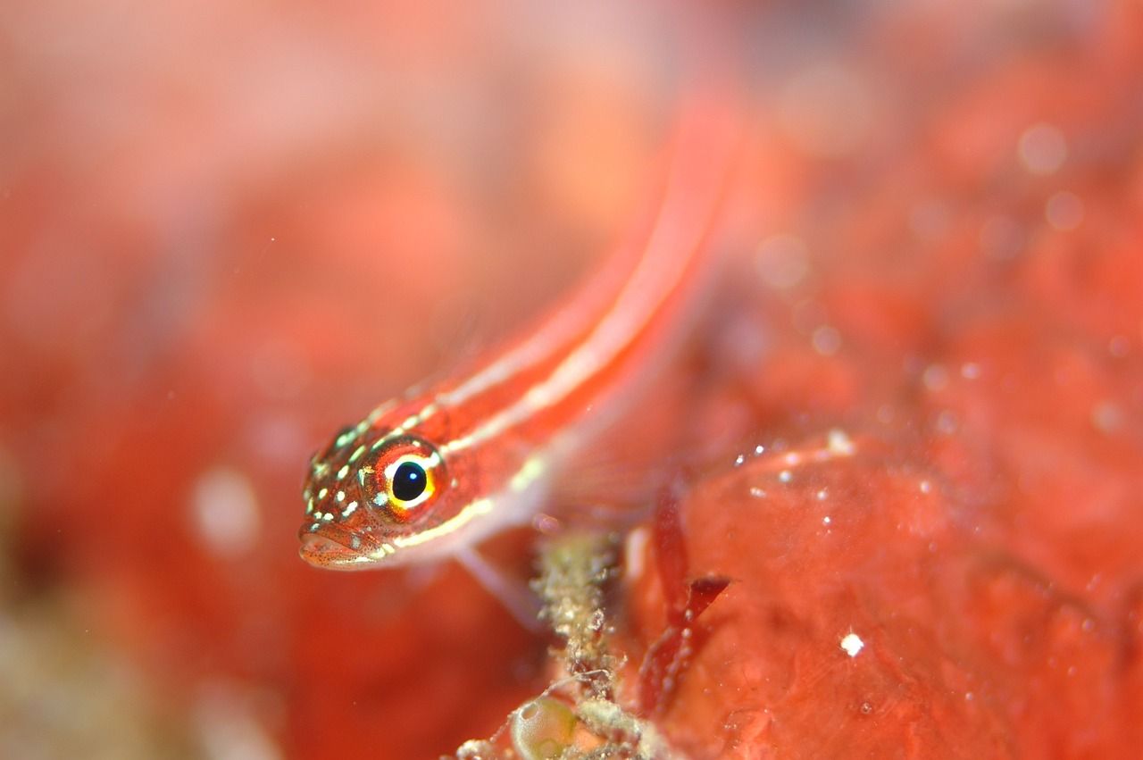 觀賞魚水族館照片真實(shí)嗎（海南省海口市哪里賣金魚的水族館多） 大嘴鯨魚 第1張