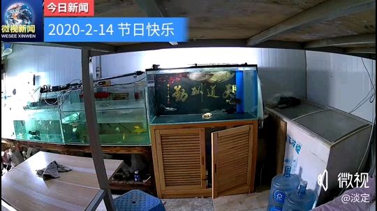 2—14  終于抓住它倆偷晴了 觀賞魚(yú)論壇 第1張