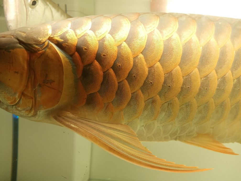 批發(fā)小魚(yú)缸多少錢(qián)一噸（開(kāi)個(gè)水族門(mén)市需要多少錢(qián)，賣(mài)錦鯉和金魚(yú)之類） 水族燈（魚(yú)缸燈） 第1張