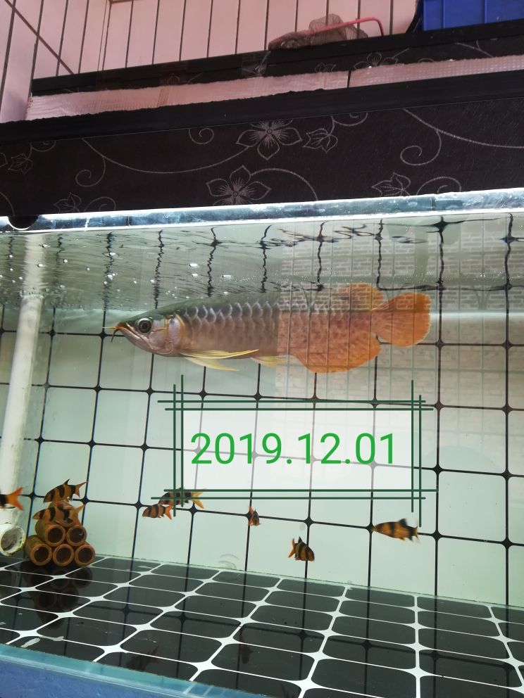 魚缸品牌排行榜前十名(魚缸品牌排行榜前十名中國) 黃金斑馬魚