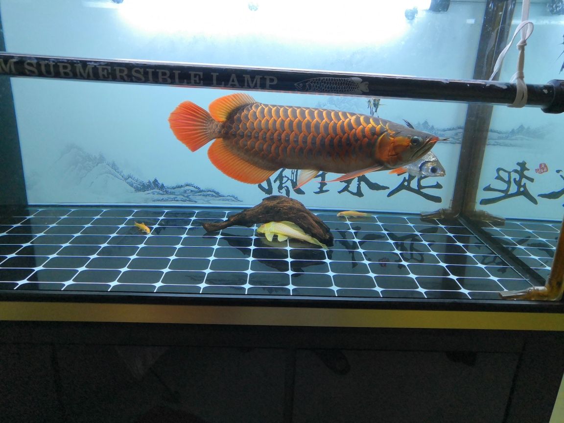 那里有水族批發(fā)市場（濟(jì)南水族市場哪個好） 龍魚批發(fā) 第1張