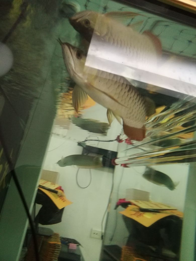 博山二手魚缸交易市場（魚缸變頻水泵什么牌子好） 黃金斑馬魚 第1張