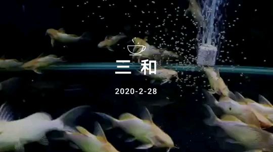 24K黃金倒吊 觀賞魚論壇 第1張