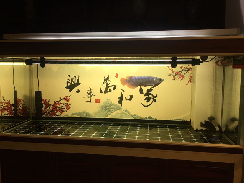 #AC 暖春戰(zhàn)疫養(yǎng)魚打卡day4# 觀賞魚論壇 第1張